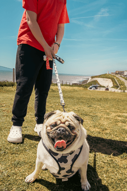 Pet Photography