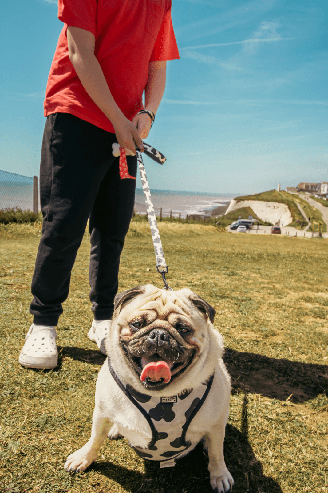 Pet Photography